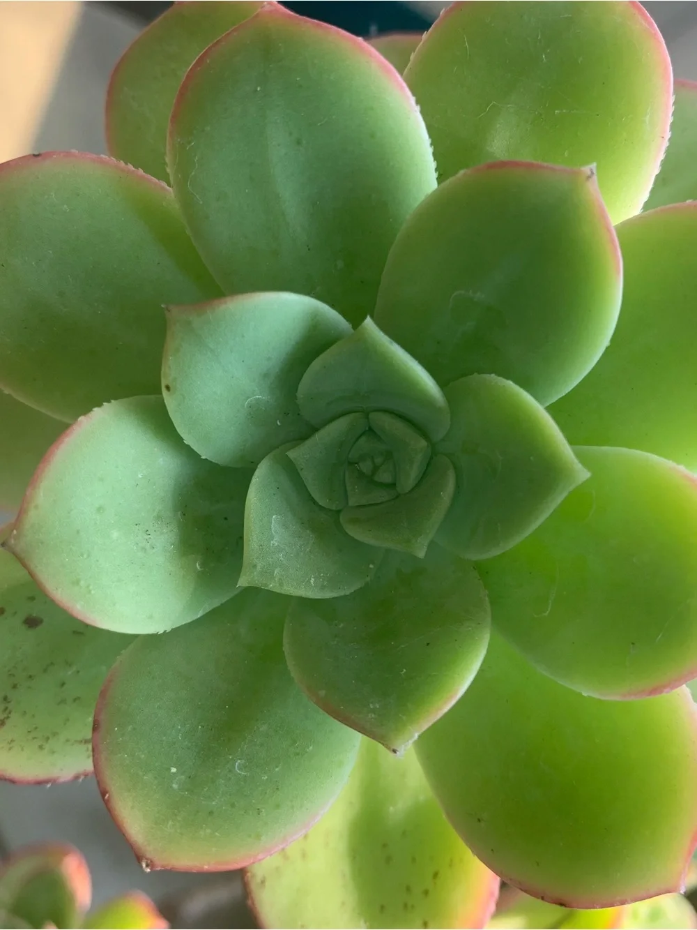 3 Aeonium Kiwi Succulent Cuttings Medium Sized 2-4 inch clipping garden plant